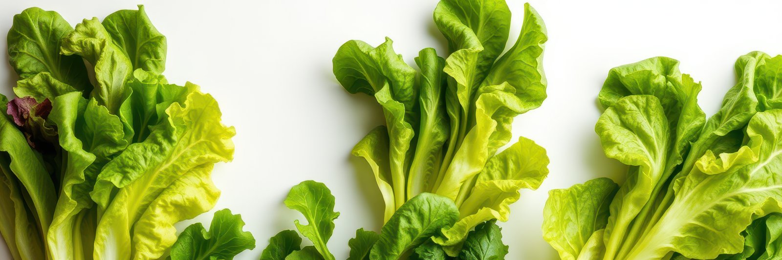 Fresh green lettuce varieties arranged neatly on a white surface displaying vibrant colors and crisp textures